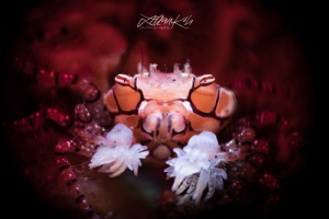 Pom Pom crab
(Lybia tessellata) by Lilian Koh 